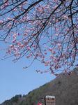 舘岩の桜
